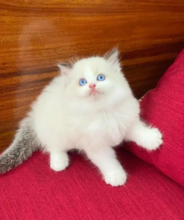 แมวRagdoll พร้อมย้ายกรุงเทพ