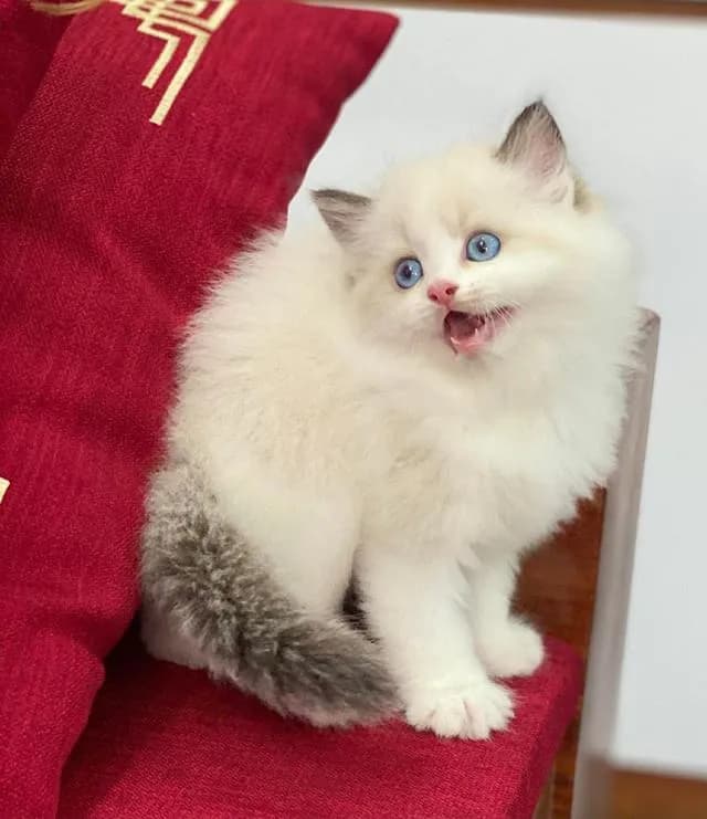 แมวRagdoll พร้อมย้ายกรุงเทพ