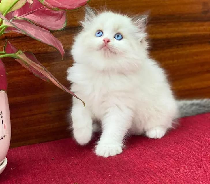 แมวRagdoll พร้อมย้ายกรุงเทพ