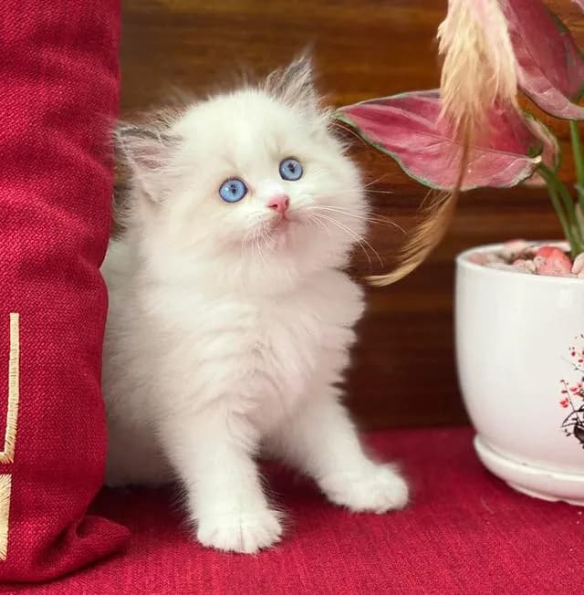 แมวRagdoll พร้อมย้ายกรุงเทพ