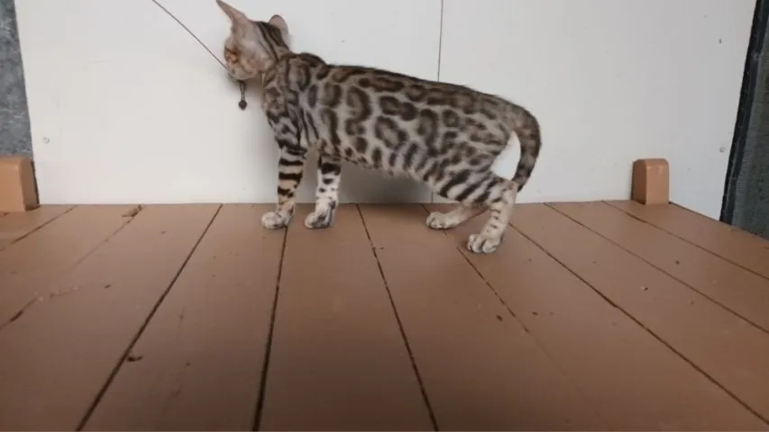 แมวเบงกอลเพศเมีย