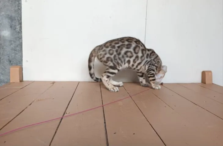 แมวเบงกอลเพศเมีย
