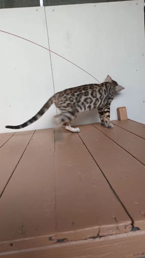 แมวเบงกอลเพศเมีย