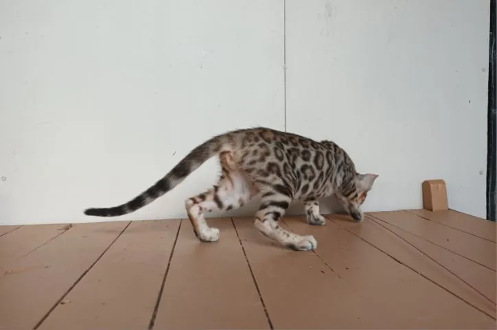 แมวเบงกอลเพศเมีย