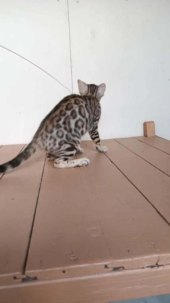 แมวเบงกอลเพศเมีย