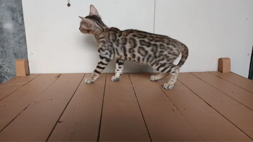 แมวเบงกอลเพศเมีย