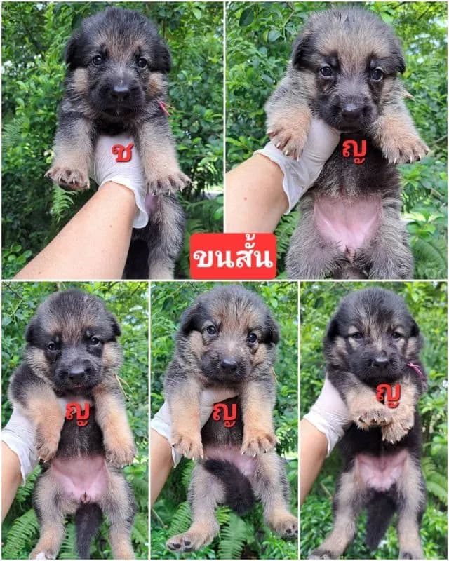 เปิดจองลูกสุนัขเยอรมันเชพเพิร์ดแท้