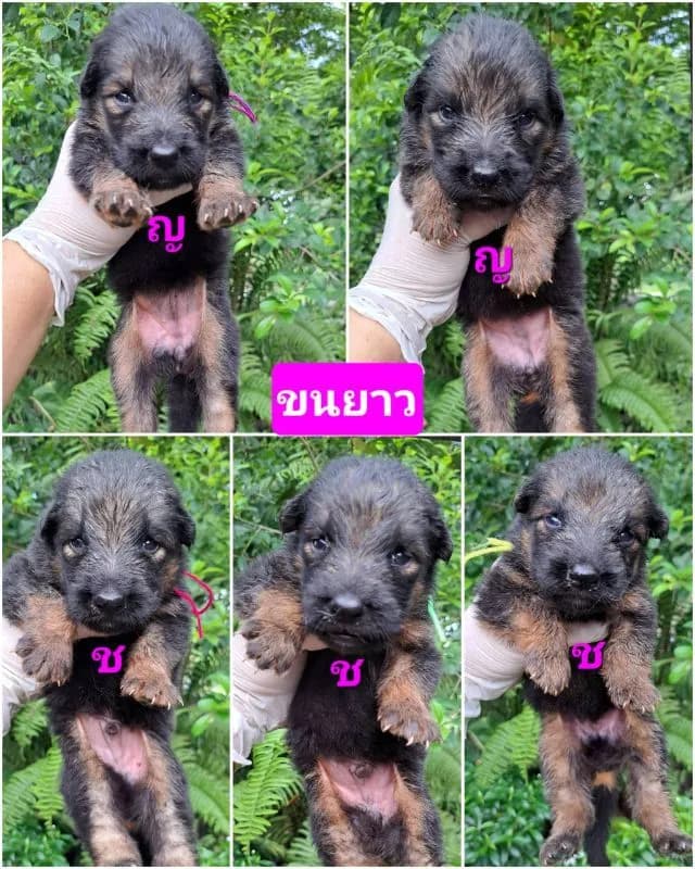 เปิดจองลูกสุนัขเยอรมันเชพเพิร์ดแท้