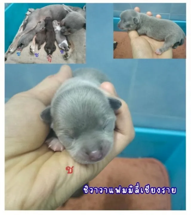 ชิวาวาแท้ไซส์เล็ก