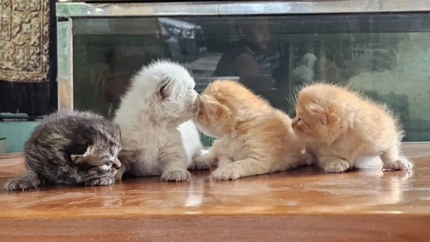ลูกแมวเปอร์เซียผสมสก๊อตติช