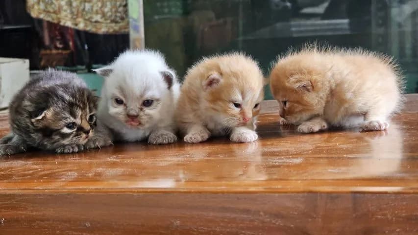 ลูกแมวเปอร์เซียผสมสก๊อตติช