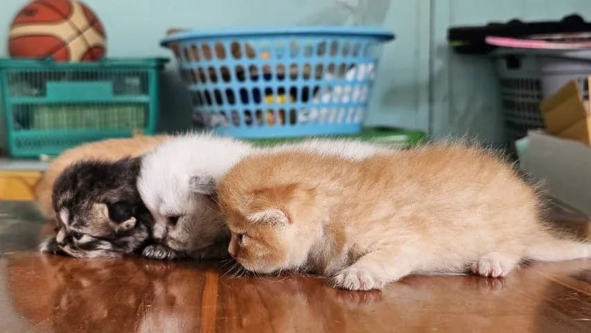ลูกแมวเปอร์เซียผสมสก๊อตติช
