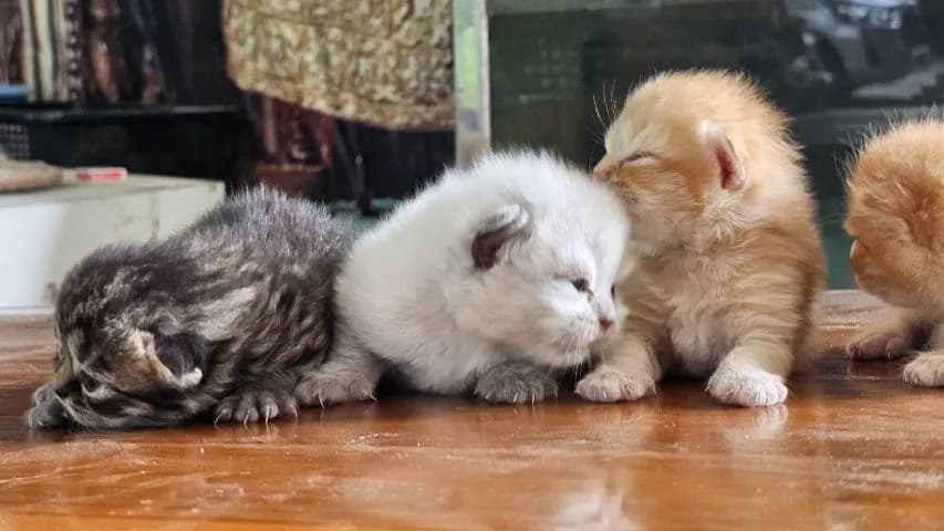 ลูกแมวเปอร์เซียผสมสก๊อตติช