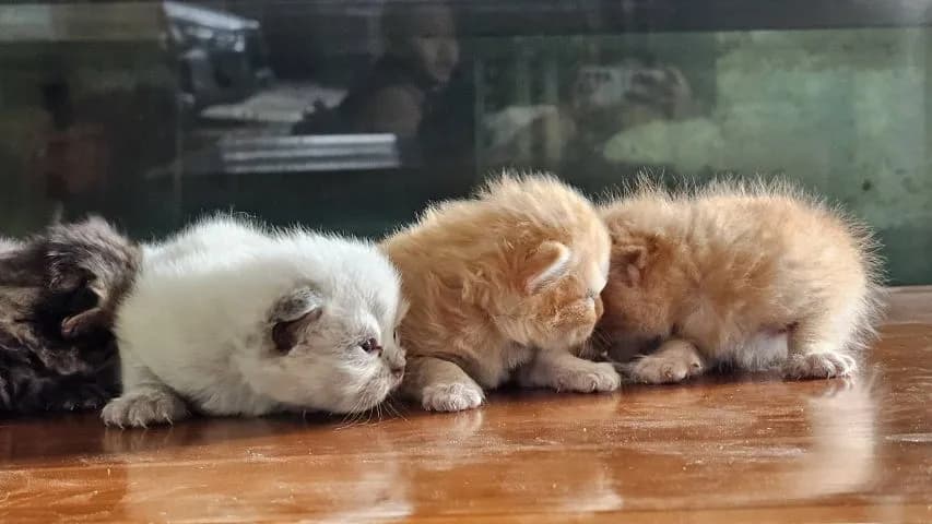 ลูกแมวเปอร์เซียผสมสก๊อตติช