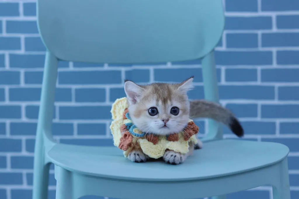 สายพันธุ์ มันซ์กิ้น Munchkin