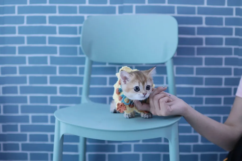 สายพันธุ์ มันซ์กิ้น Munchkin