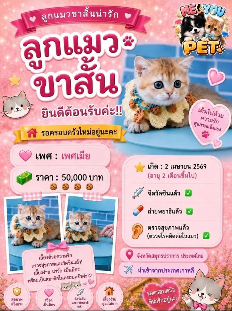 สายพันธุ์ มันซ์กิ้น Munchkin
