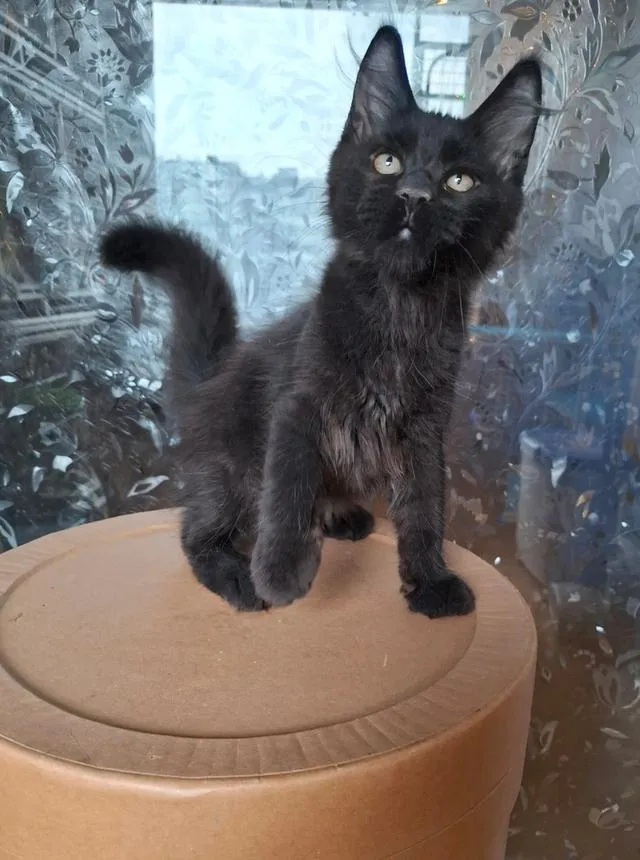 Maine Coon babies cats
