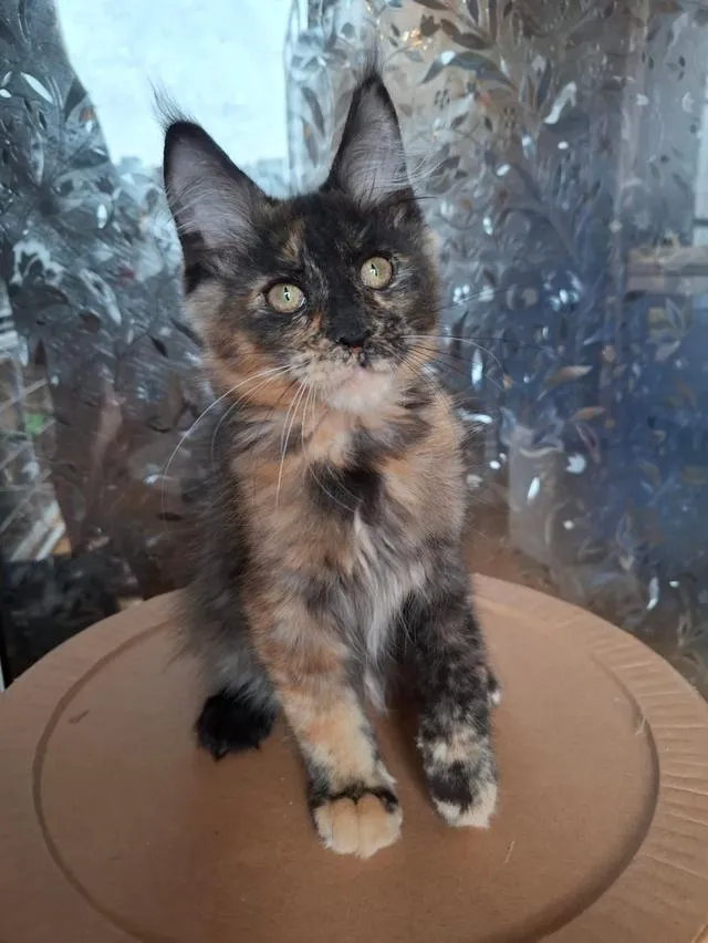 Maine Coon babies cats