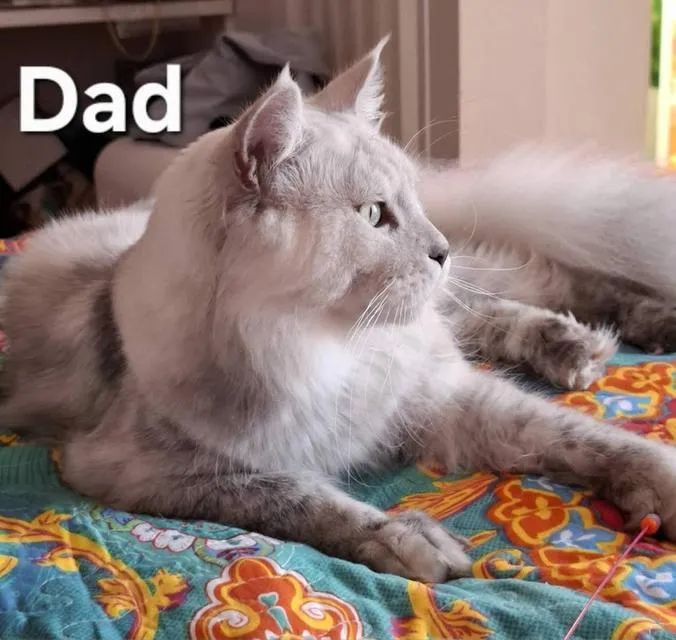 Maine Coon babies cats