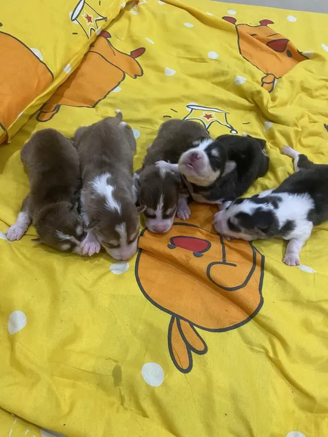 ลูกสุนัขไซบีเรียนสายพันธ์แท้ผู้3เมีย1