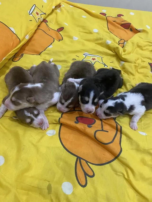 ลูกสุนัขไซบีเรียนสายพันธ์แท้ผู้3เมีย1