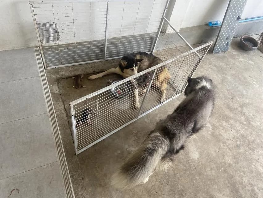 ลูกสุนัขไซบีเรียนสายพันธ์แท้ผู้3เมีย1
