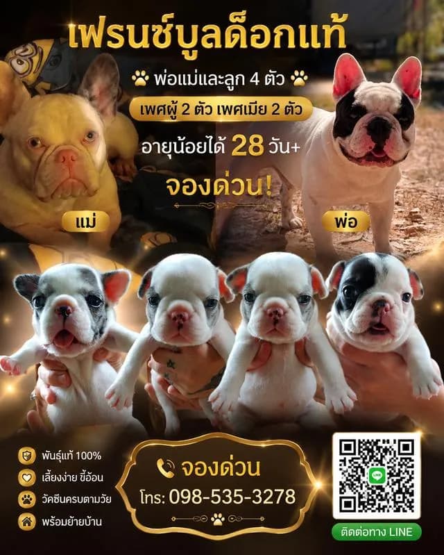 สุนัขพันธุ์เฟรนบลูด็อก