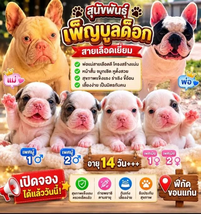 สุนัขพันธุ์เฟรนบลูด็อก