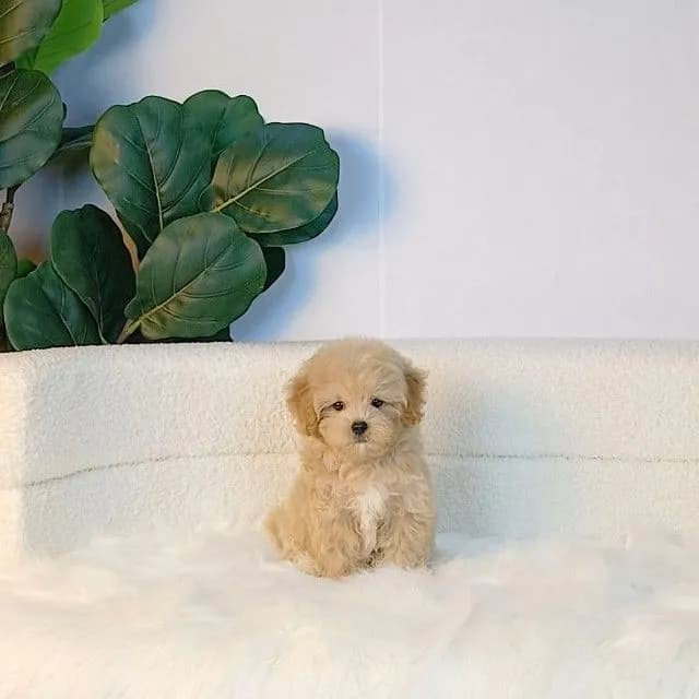 maltipoo มอลติพู เพศผู้ สีน้ำตาลขาว พร้อมวัคซีน5โรคเข็มแรก ถ่ายพยาธิ ใบรับรองจากสัตว์แพทย์ รับประกันสุขภาพ ส่งได้ทั่วไทย