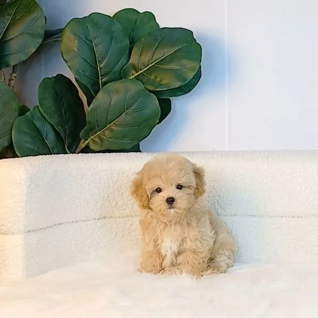 maltipoo มอลติพู เพศผู้ สีน้ำตาลขาว พร้อมวัคซีน5โรคเข็มแรก ถ่ายพยาธิ ใบรับรองจากสัตว์แพทย์ รับประกันสุขภาพ ส่งได้ทั่วไทย