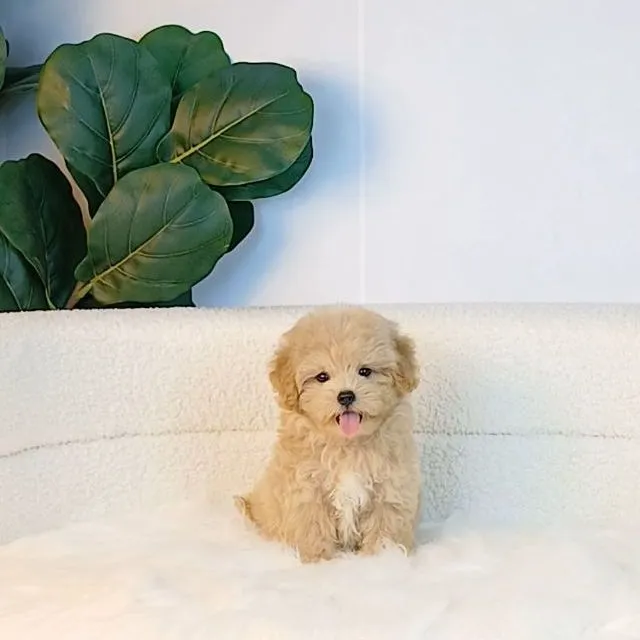maltipoo มอลติพู เพศผู้ สีน้ำตาลขาว พร้อมวัคซีน5โรคเข็มแรก ถ่ายพยาธิ ใบรับรองจากสัตว์แพทย์ รับประกันสุขภาพ ส่งได้ทั่วไทย