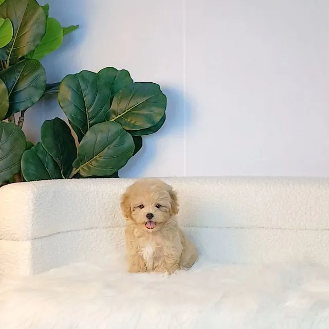 maltipoo มอลติพู เพศผู้ สีน้ำตาลขาว พร้อมวัคซีน5โรคเข็มแรก ถ่ายพยาธิ ใบรับรองจากสัตว์แพทย์ รับประกันสุขภาพ ส่งได้ทั่วไทย