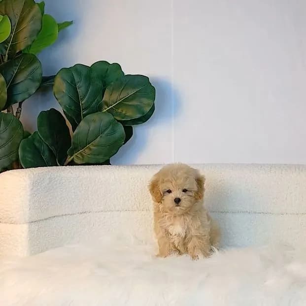 maltipoo มอลติพู เพศผู้ สีน้ำตาลขาว พร้อมวัคซีน5โรคเข็มแรก ถ่ายพยาธิ ใบรับรองจากสัตว์แพทย์ รับประกันสุขภาพ ส่งได้ทั่วไทย