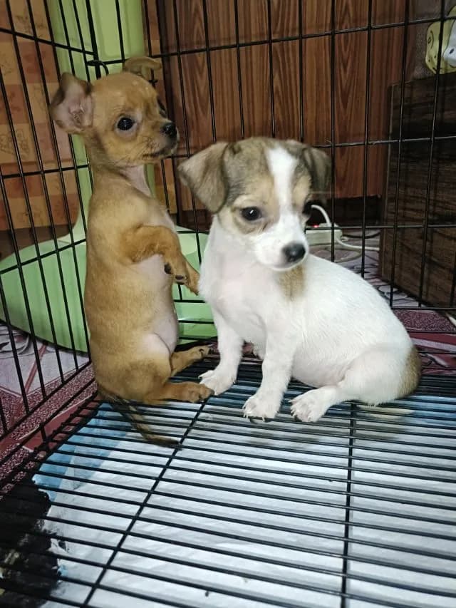 ชิวาวาลพบุรียกด่วนๆ