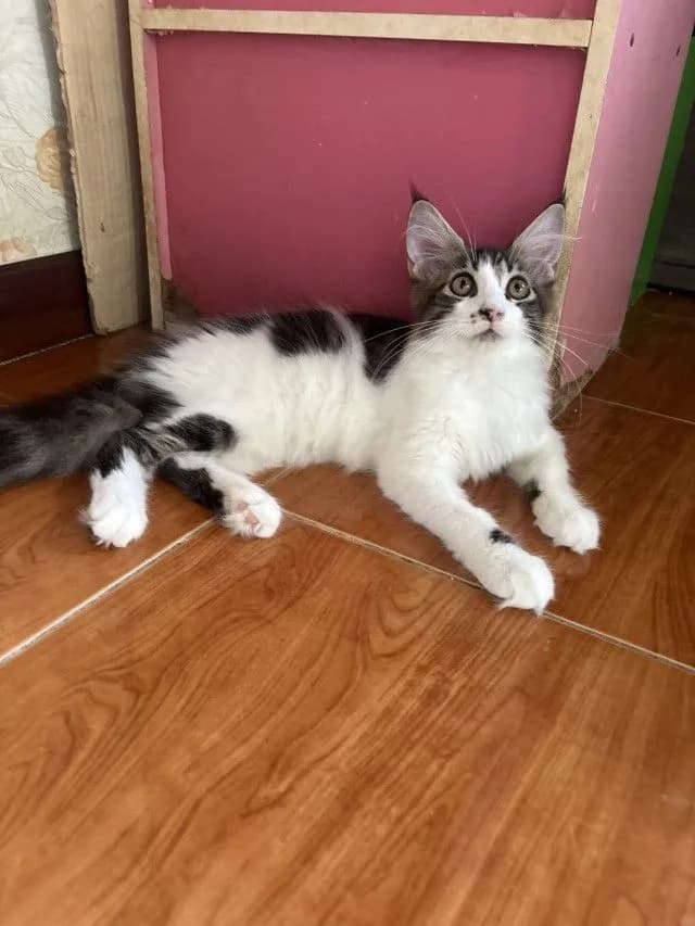 เมนคูนแท้