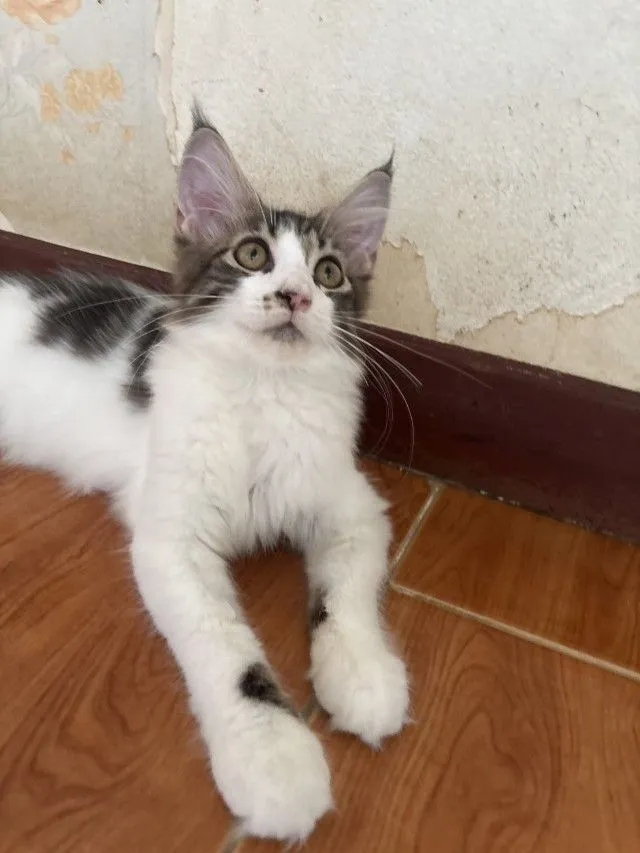 เมนคูนแท้