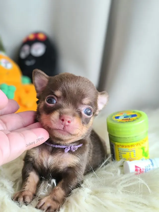 เปิดจอง น้องจิ๋ว ชิวาวาแท้