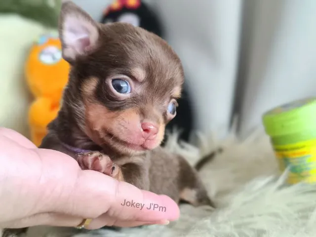 เปิดจอง น้องจิ๋ว ชิวาวาแท้