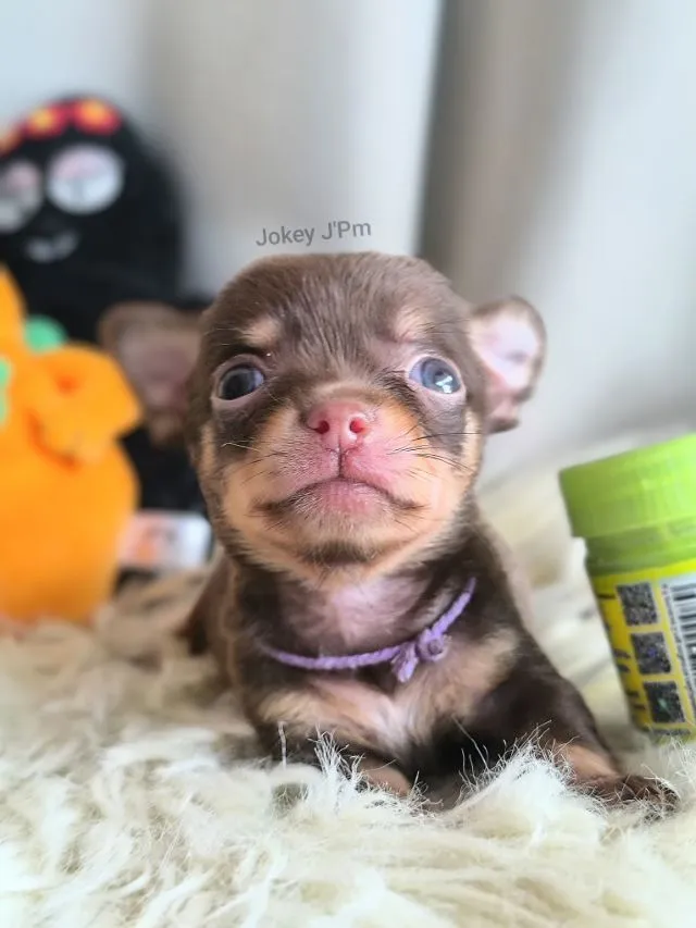 เปิดจอง น้องจิ๋ว ชิวาวาแท้