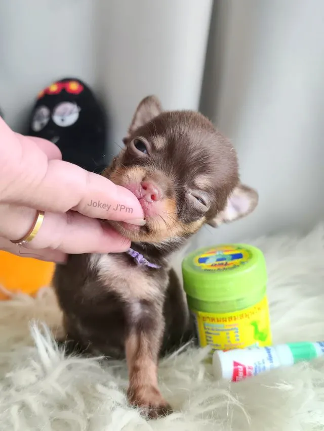 เปิดจอง น้องจิ๋ว ชิวาวาแท้