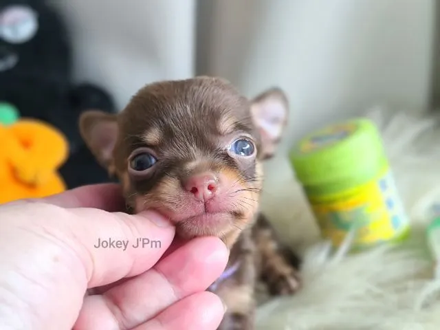 เปิดจอง น้องจิ๋ว ชิวาวาแท้