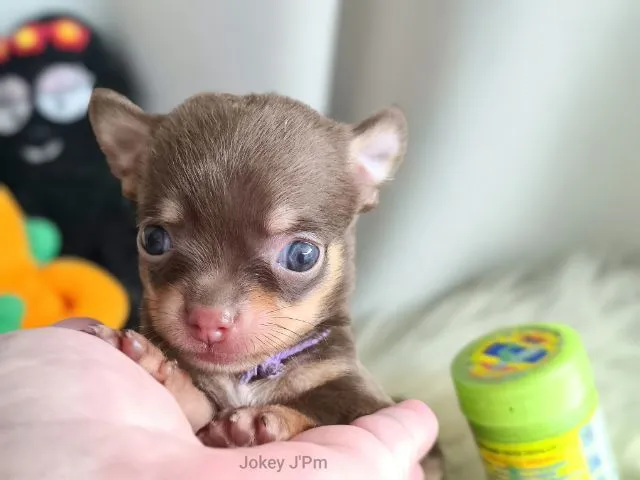 เปิดจอง น้องจิ๋ว ชิวาวาแท้