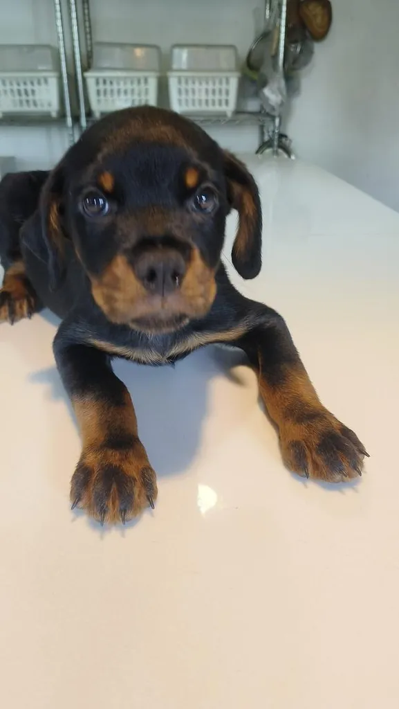 ลูกสุนัข ร๊อตไวเลอร์ rottweiler puppies อายุ 90 วัน ตัวใหญ่มาก