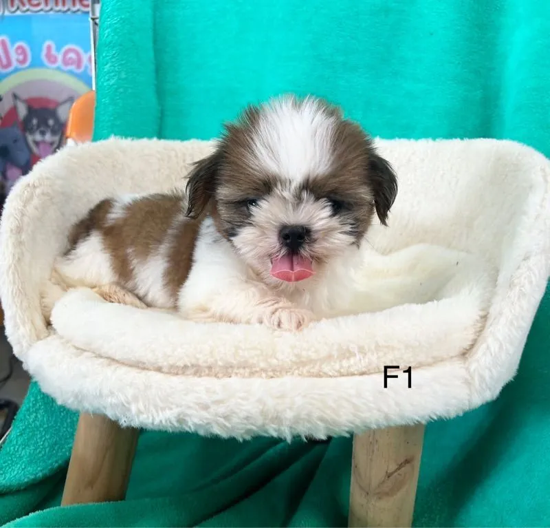 ลูกชิวุทอย