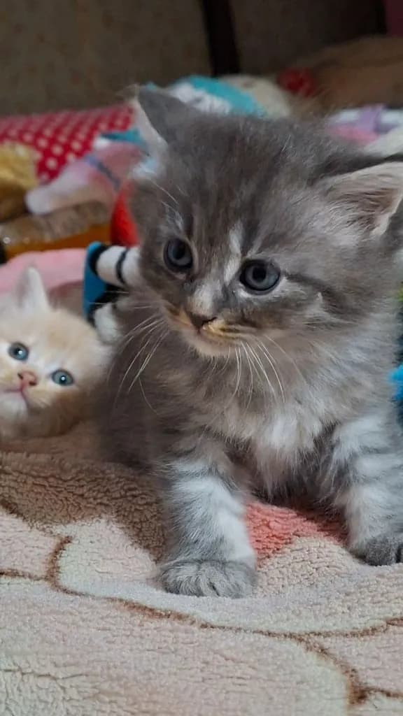 ขายลูกแมว สายพันธ์ เปอร์เซีย