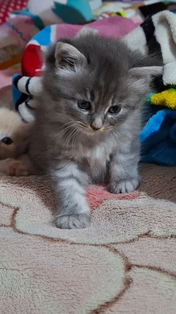 ขายลูกแมว สายพันธ์ เปอร์เซีย