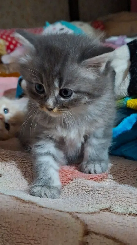 ขายลูกแมว สายพันธ์ เปอร์เซีย