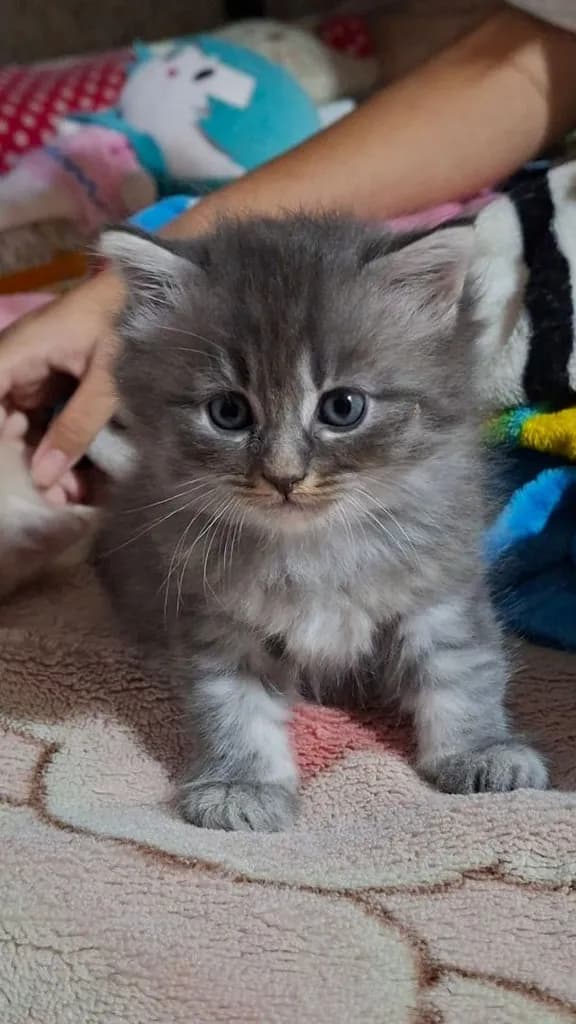 ขายลูกแมว สายพันธ์ เปอร์เซีย
