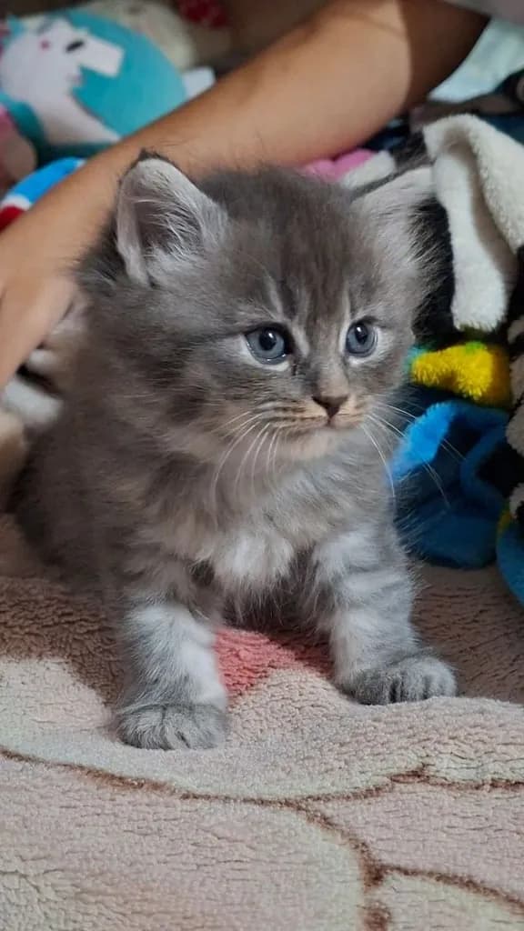 ขายลูกแมว สายพันธ์ เปอร์เซีย